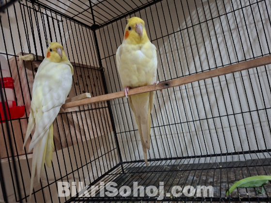 1 pair Active Lutino Cockatiel